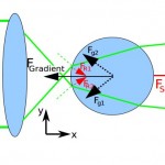 Permalink to: Characterisation And Calibration Of Optical Tweezers