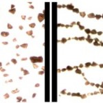 Permalink to: Dipolar Ordering Of Clay Particles In Various Carrior Fluids